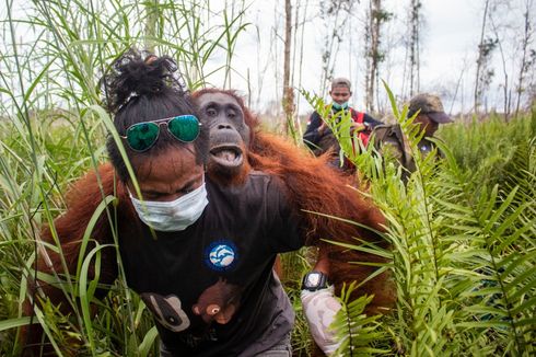 Hutan Terbakar, Induk dan Anak Orangutan Bersarang di Depan Rumah Warga, Kurus Kurang Gizi