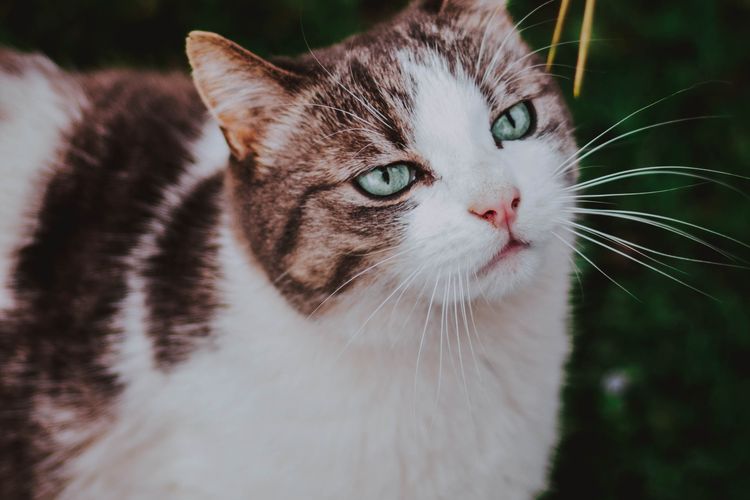 7 Fakta Unik Ras Kucing Manx yang Tidak Punya Ekor