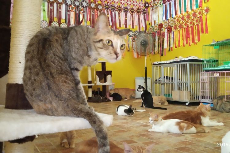 Dita Agusta, ibu dengan 250 kucing didatangi warga yang hendak menitipkan sejumlah kucing untuk dirawat di Rumah Kucing Parung, di Jalan Pasir Naga, Kelurahan Pabuaran, Kecamatan Kemang Parung, Kabupaten Bogor, Jawa Barat, Minggu (15/12/2019).