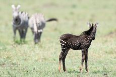 Serba Serbi Hewan: Foto Penampakan Zebra Polkadot Langka di Kenya