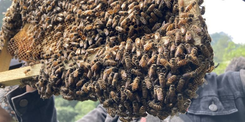 9 Kegiatan Seru di Bojongmurni Bogor, Bisa Panen Lebah Madu Halaman all - Kompas.com