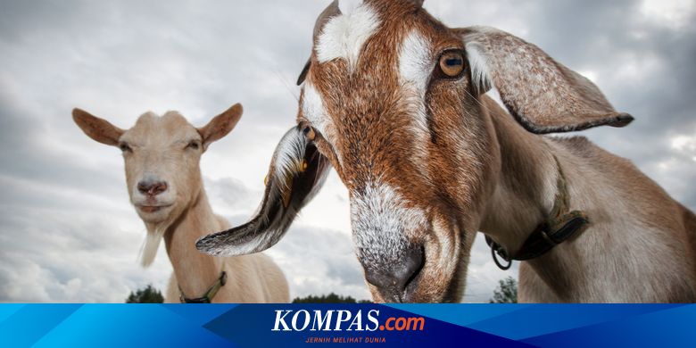 Bau Kambing Prengus Ternyata Untuk Menggoda Sang Betina Halaman All Kompas Com
