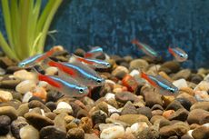 Panduan Memelihara Ikan Neon Tetra dan Cupang dalam Satu Akuarium