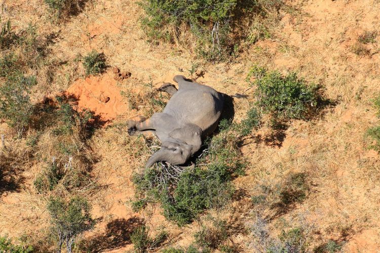 Seekor gajah yang mati di Okavango Delta, Botswana pada Mei-Juni 2020. 