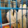 47 Ekor Burung Kakatua Jambul Kuning Dikembalikan ke Habitat Asal di NTT