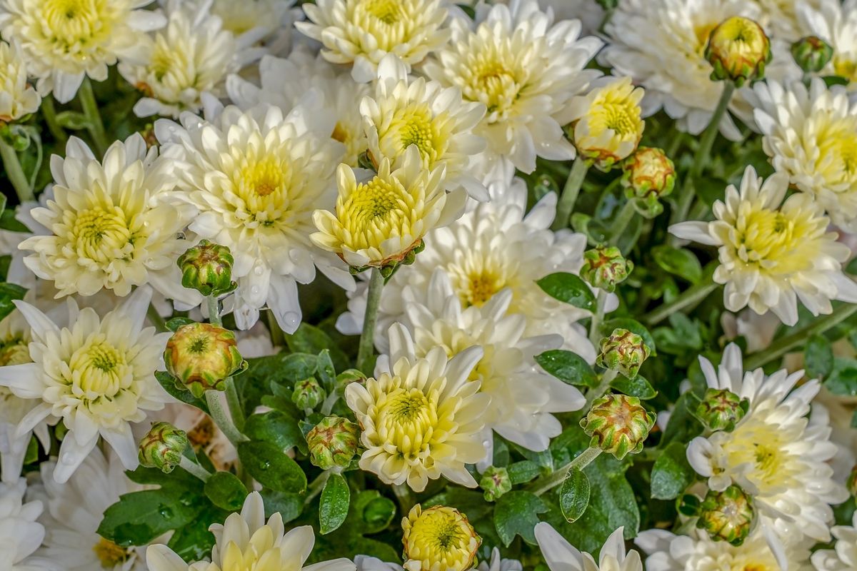 Ilustrasi bunga krisan putih. 