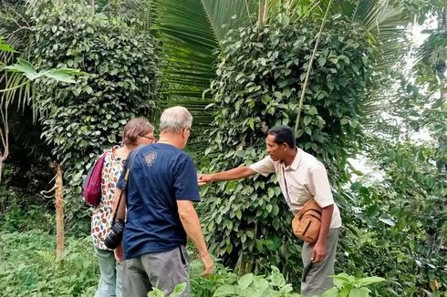 Kala Turis Asal Perancis Jelajahi Kebun Rempah Warga di Nagekeo NTT...