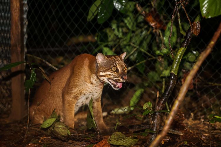 Kucing emas berada didalam kandang habituasi sebelum dilepasliarkan di dalam kawasan TNBBS (Taman Nasional Bukit Barisan Selatan), Lampung, Selasa (8/12/2020). Balai Besar Konservasi Sumber Daya Alam (KSDA) Jawa Barat dan Balai Besar Taman Nasional Bukit Barisan Selatan (TNBBS) melepasliarkan 2 individu kucing emas di kawasan TNBBS, Lampung. Kedua kucing emas dewasa dengan nama Gato dan Goldie itu merupakan satwa hasil penyitaan tim Tindak Pidana Tertentu (Tipiter) Mabes Polri dari para pelaku perdagangan ilegal satwa liar dilindungi 2018 silam.