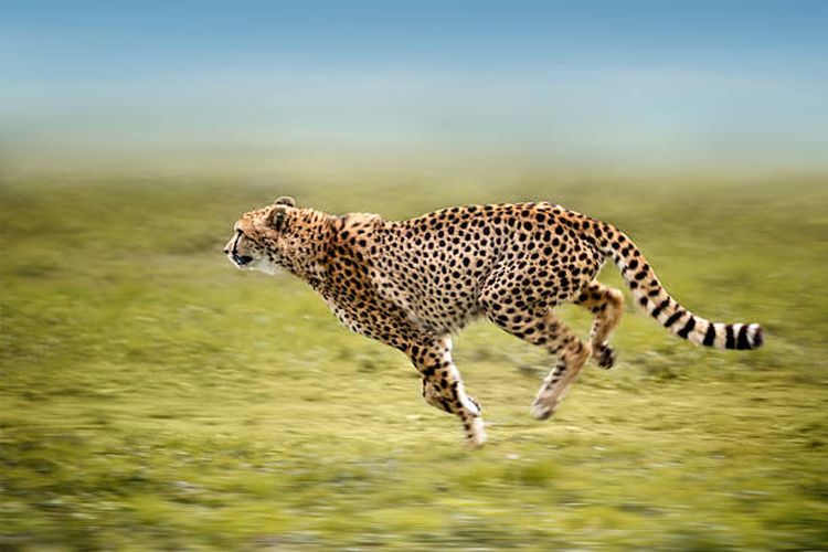 ilustrasi cheetah, hewan tercepat di dunia.