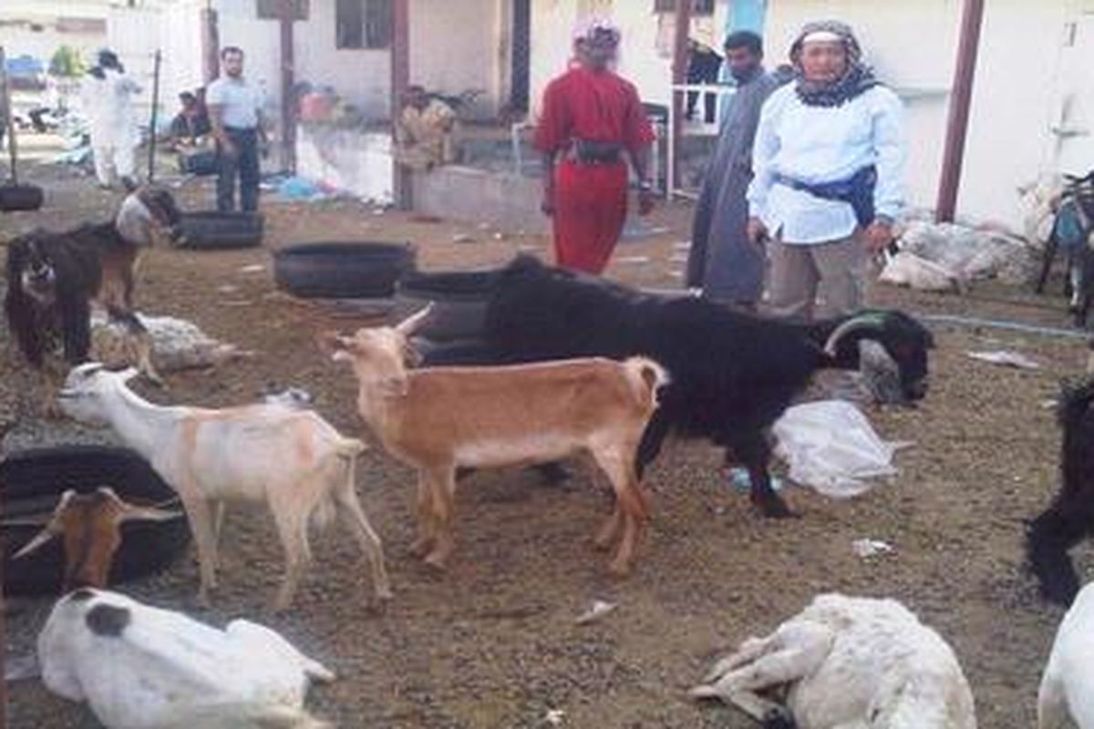Kambing kurban di Mekkah, Arab Saudi harganya relatif lebih murah dibandingkan dengan di Indonesia. Ini kambing yang dijual di kawasan Jabbal Nur, Mekkah.