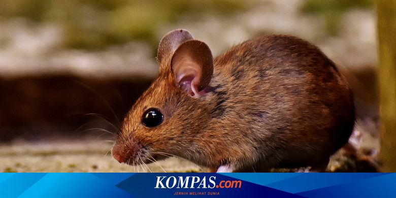 Gampang Dicoba, 4 Bahan Dapur untuk Mengusir Tikus dari Rumah - Vimarsana News