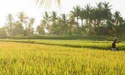 Bupati Bima Sebut Pertanian Jadi Program Prioritas Jangka Panjang Indonesia