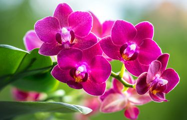 Ilustrasi anggrek bulan.