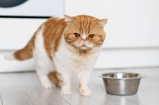 5 Bahan yang Terkandung dalam Makanan Ini Menyebabkan Kucing Alergi