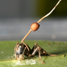 Jamur Ini Bisa Mengubah Semut Menjadi “Zombie”