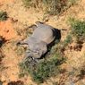 Apa Penyebab Kematian Misterius 350 Gajah di Afrika?