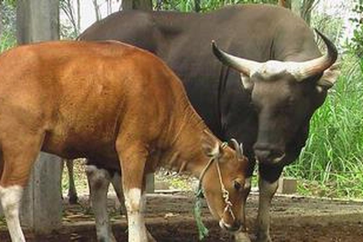 Inilah jenis sapi Bali dan banteng Jawa yang menjadi program Inseminasi Buatan (IB) di Taman Safari Indonesia (TSI) II Prigen Pasuruan, Selasa (28/6/2011)