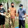 Tiga Penjual Kulit Harimau Dibekuk Polisi, Selembar Dijual Rp 70 Juta