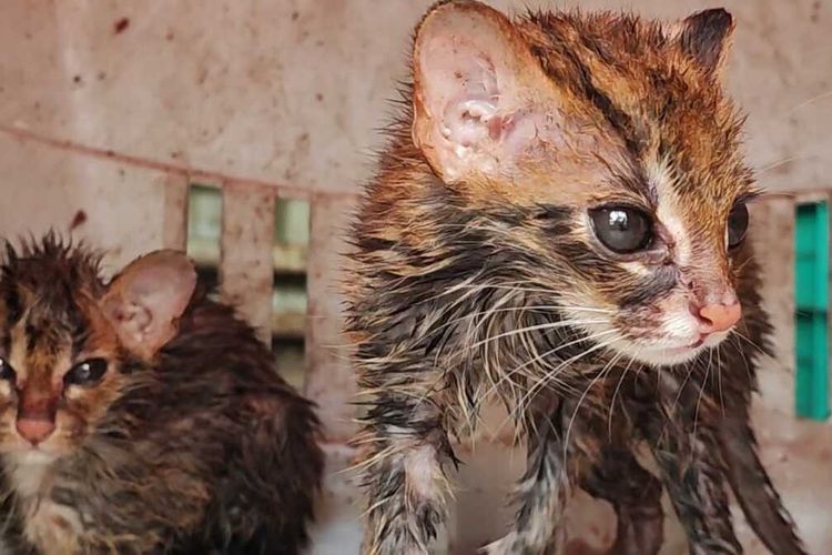 Dua Kucing Kuwuk yang kini dalam penangkaran di PPS Alobi, Bangka, Sabtu (11/3/2023).