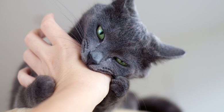Apakah Gigitan Kucing Berbahaya bagi Kesehatan? - Vimarsana News