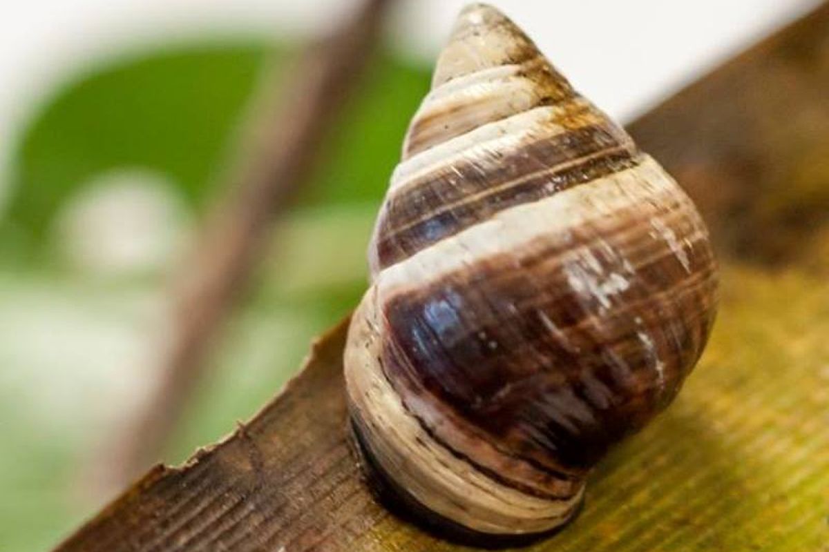 George, siput pohon terakhir dari Hawaii mati awal tahun ini. Spesiesnya dinyatakan punah.