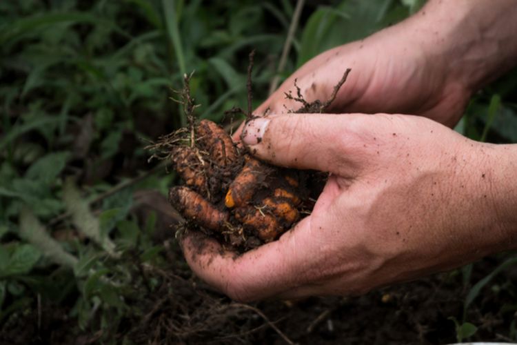 Ilustrasi kunyit, menanam kunyit. 