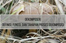 Dekomposer: Definisi, Fungsi, dan Tahapan Proses Dekomposisi