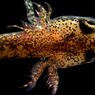 Salamander Ini Mampu Hidup Tanpa Paru-paru, Kok Bisa?