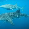 Hampir 80 Persen Hiu Paus di Lokasi Wisata Luka Akibat Ulah Manusia