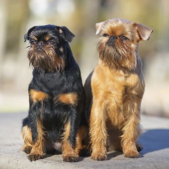 Ilustrasi anjing Brussels griffon.