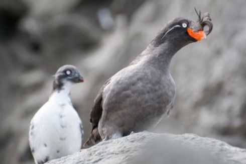 Kisah Koloni Burung Laut di Alaska yang Mampu Bangkit dari Abu