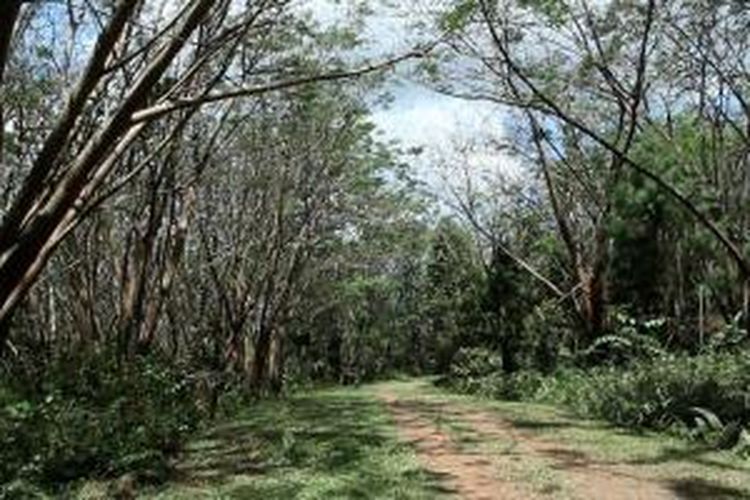 Hutan buatan nan asri hasil reklamasi lahan dan penanaman kembali oleh PT Vale.