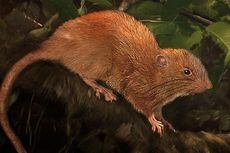 Tikus Legendaris Ditemukan, Panjangnya sampai Setengah Meter