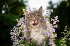 Dapat Memberi Efek Euforia, Apakah Tanaman Catnip Aman bagi Kucing?