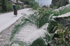 Pasca-hujan Abu Vulkanik Gunung Merapi, BPBD Boyolali Pastikan Tak Ada Warga yang Terkena ISPA