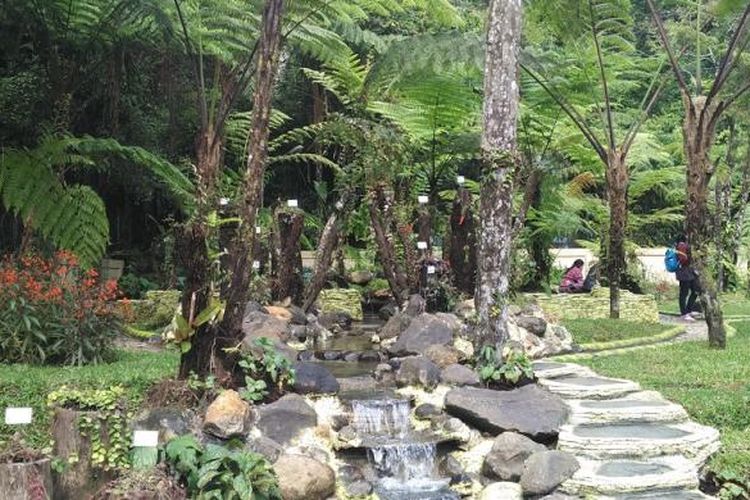 Taman Gesneriaceae di Kebun Raya Cibodas diluncurkan pada Senin (11/4/2016). Taman itu memuat 500 spesimen dan 32 jenis Gesneriaceae dari Indonesia dan luar negeri.