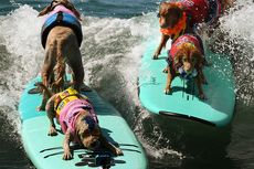 Aksi Lucu Anjing Menaklukkan Ombak dalam Kontes Selancar