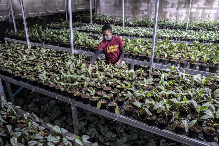 Petani binaan KUR BNI merawat tanaman hias di Minaqu Indonesia, Taman Sari, Bogor, Jawa Barat, Jumat (17/12/2021). Menteri Koperasi dan UKM Teten Masduki mengatakan tanaman hias memiliki potensi besar untuk dikembangkan di Indonesia, dikarenakan 'global market value' atau potensi pasar tanaman hias di dunia mencapai Rp 3.000 triliun, lebih tinggi dibandingkan kopi dan teh, sementara Indonesia baru bisa memenuhi pasar dunia sebesar 0,01 persen.