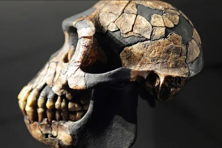 Kerangka Ardipithecus ramidus yang dianggap sebagai salah satu hominin paling awal yang diketahui. 