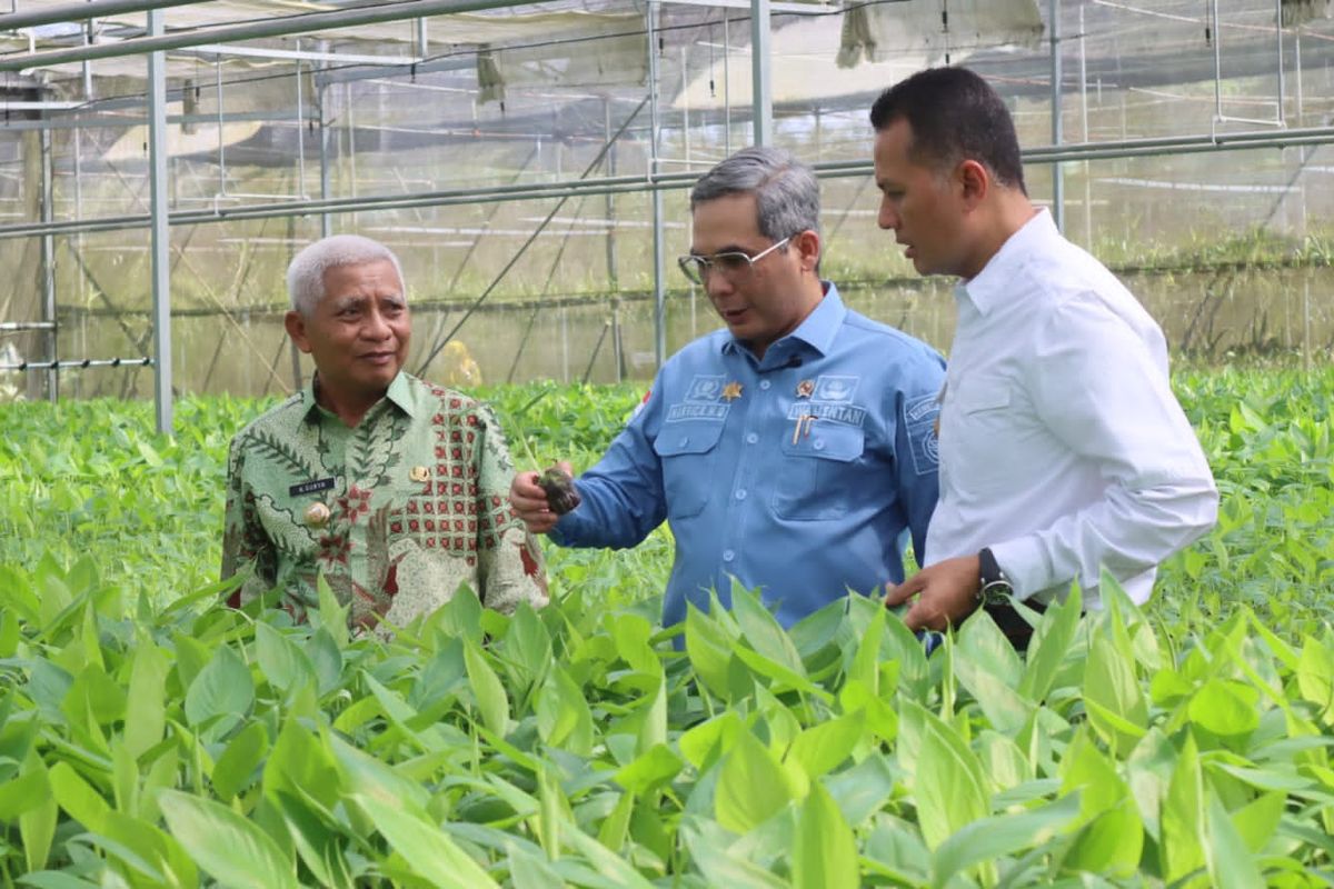 Wakil Menteri Pertanian (Wamentan) Harvick Hasnul Qolbi saat meninjau pembibitan pisang barangan PT. Hijau Surya Biotechindo di Kelurahan Sei Renggas Kecamatan Kota Kisaran Barat.

