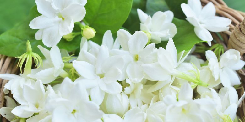 Aroma Bunga Melati Bisa Hidupkan Gairah Seksual Ini Alasannya Halaman All Kompas Com