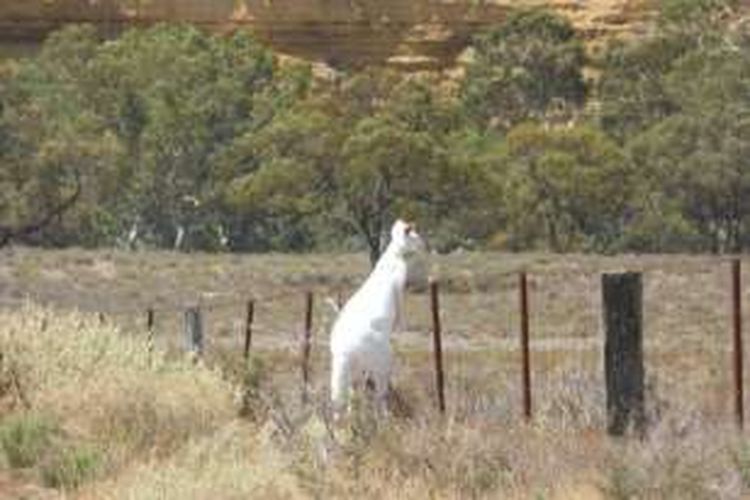 Seekor kanguru albino ditemukan di daerah Big Bend di dekat Sungai Murray di Australia Selatan.