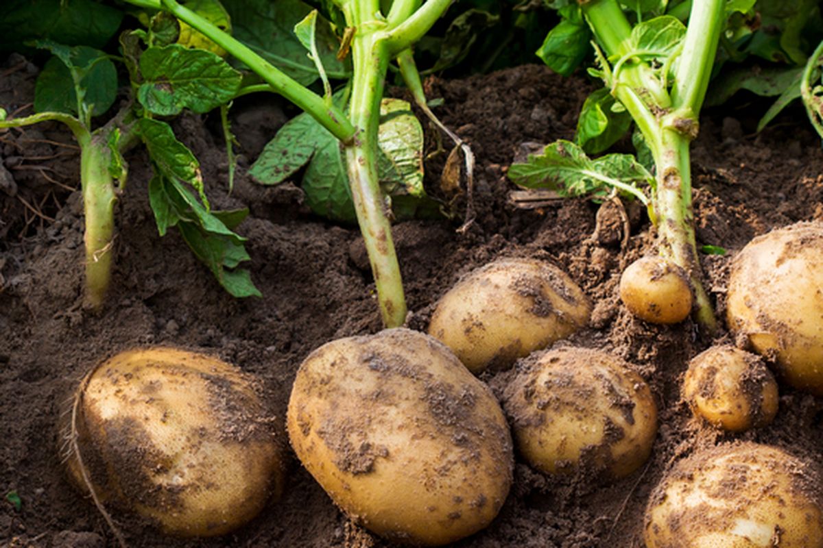 Ilustrasi kentang, tanaman umbi yang banyak dijumpai