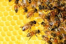 5 Manfaat Propolis untuk Kesehatan