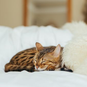 Tutupi sofa dengan handuk atau kain agar kucing tak lagi menggaruk permukaan sofa.