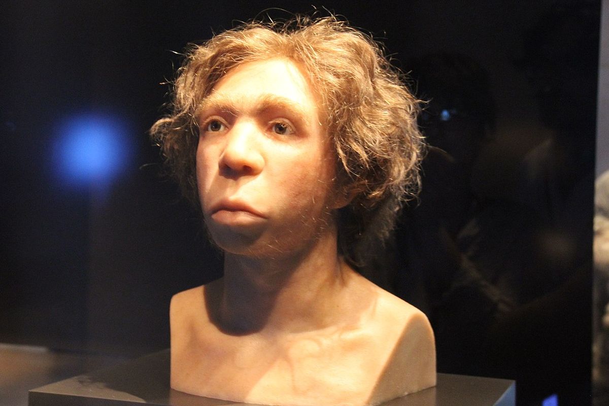 Rekonstruksi wajah manusia purba Neanderthal.