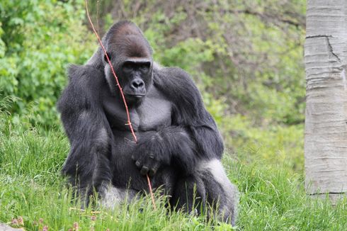 Gorila Nekat Daki Gunung Berapi Demi Cari Tanaman Asin