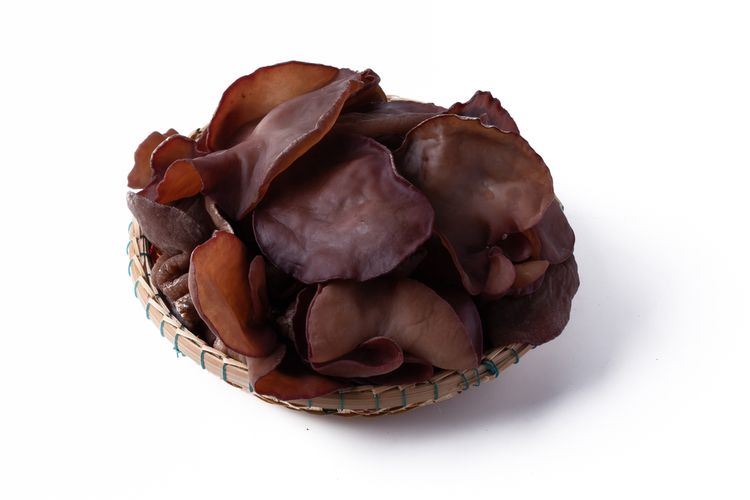 Ilustrasi jamur kuping basah. 