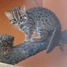 Mengenal Rusty-spotted Cat, Kucing Terkecil di Dunia