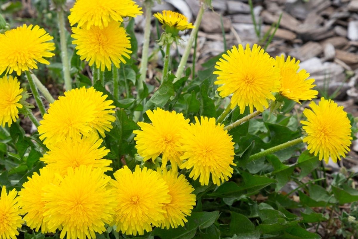 Ilustrasi bunga dandelion.